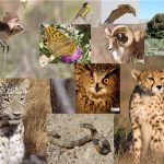 آشنایی با گونه های حیوانی در معرض انقراض