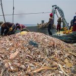 تمایل صیادان به فروش ماهی هابه کشورهای همسایه