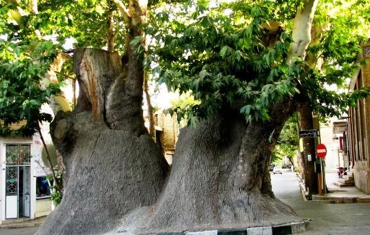 ۲۱ درخت کهنسال در فهرست آثار ملی