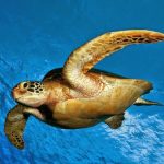 نورهای مصنوعی سواحل عامل گمراهی جوجه لاک‌پشت‌ها