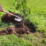 کاشت ۸۰ اصله درخت در باغ‌ راه شهدای مدافع سلامت