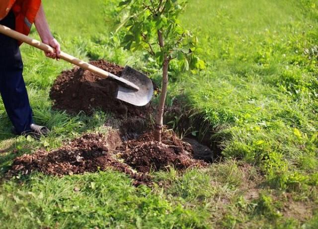 کاشت ۸۰ اصله درخت در باغ‌ راه شهدای مدافع سلامت