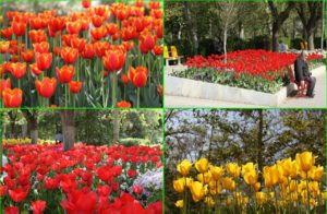 بزرگراه‌های منطقه ۲ تهران به فرش‌ گل مزین شد