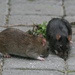 آخرین وضعیت موش ها در پایتخت
