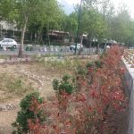 ۸ هزار اصله درخت و درختچه در شمال تهران غرس شد