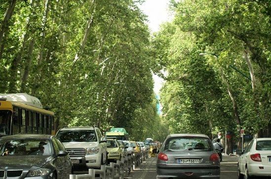 شناسایی ۱۰۶ درخت کهنسال در خیابان ولی عصر (عج)