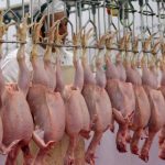 تأمین ۶۰ درصد مرغ مصرفی مردم تهران از میدان بهمن