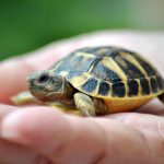 خطر انقراض نیمی از گونه ‎های لاک‌پشت ایرانی