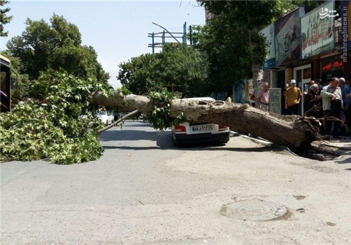 پرداخت ۱۳ میلیارد ریال خسارت سقوط درختان به شهروندان