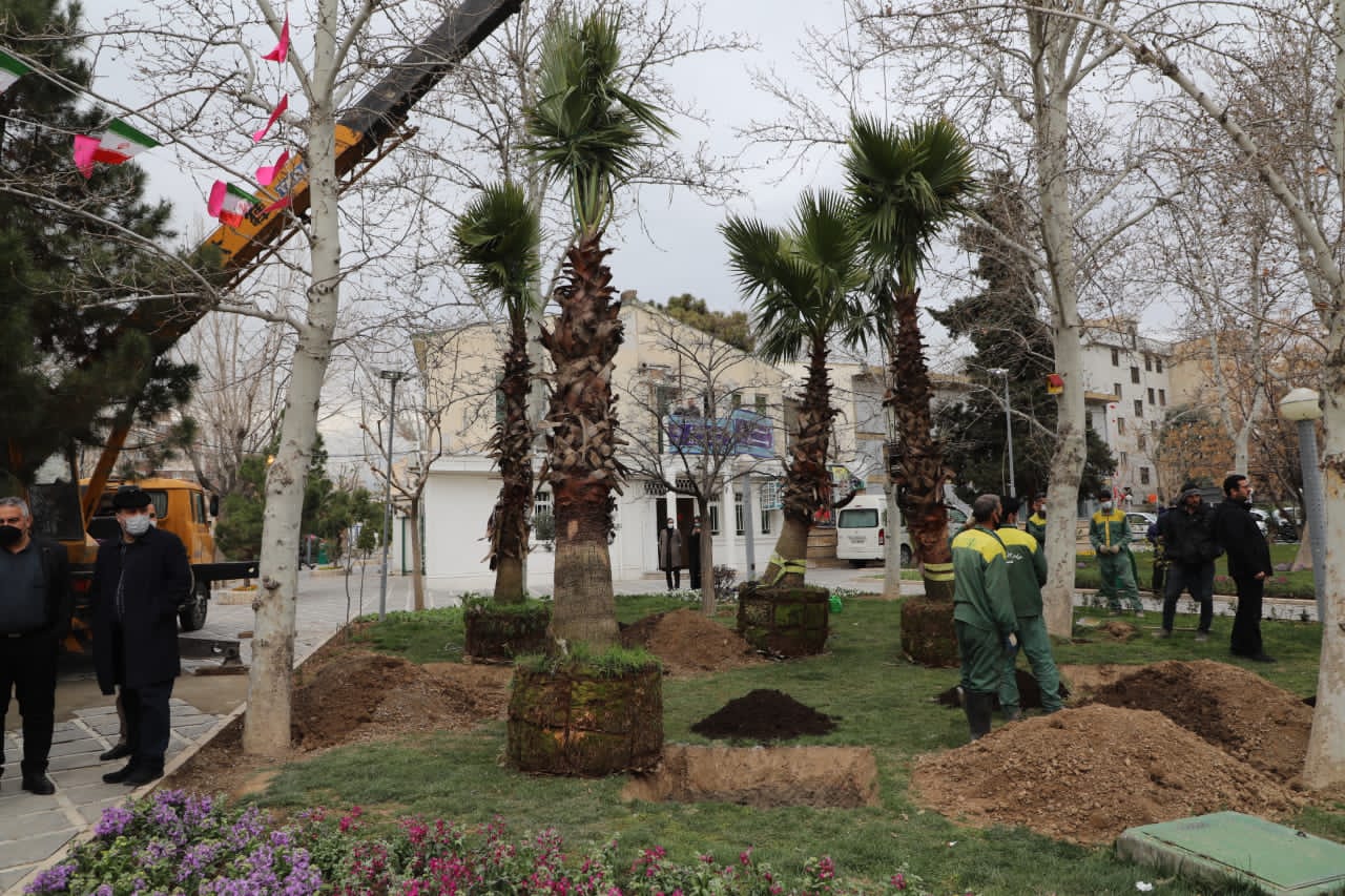 کاشت نخل‌های ۴۰ ساله در منطقه ۱۳ تهران