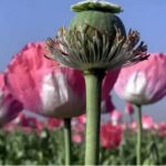 کشت کنترل شده شقایق الیفرا برای نیازهای دارویی