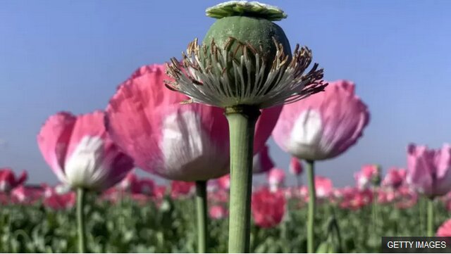 کشت کنترل شده شقایق الیفرا برای نیازهای دارویی