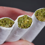 هشدار / «گل» حتی از «حشیش» هم ویران‌کننده‌تر است