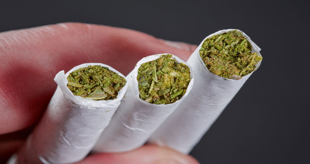 هشدار / «گل» حتی از «حشیش» هم ویران‌کننده‌تر است